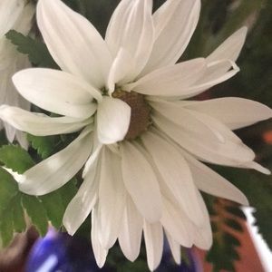 Meet your Posher, Carolyn